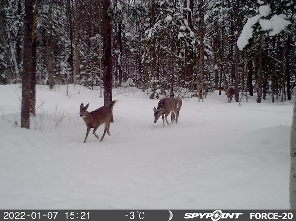 2022-Faune-STF-011