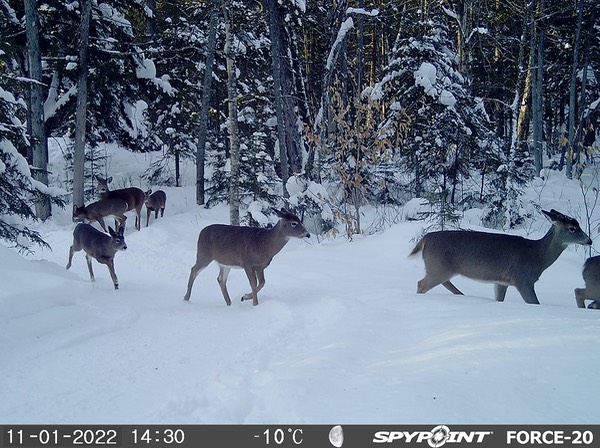 2022-Faune-STF-052