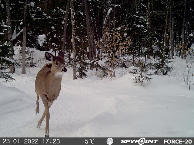 2022-Faune-STF-056