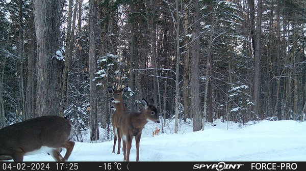 2024-Faune-STF-0508