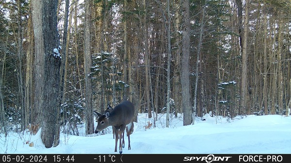 2024-Faune-STF-0510