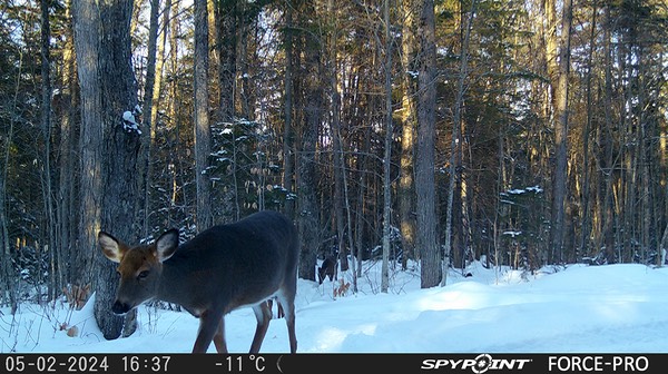 2024-Faune-STF-0511