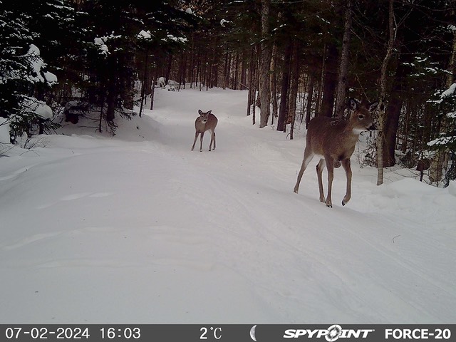 2024-Faune-STF-0905