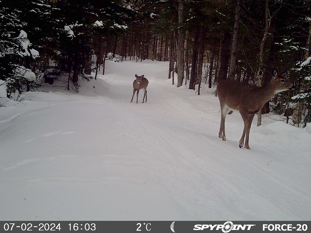 2024-Faune-STF-0906