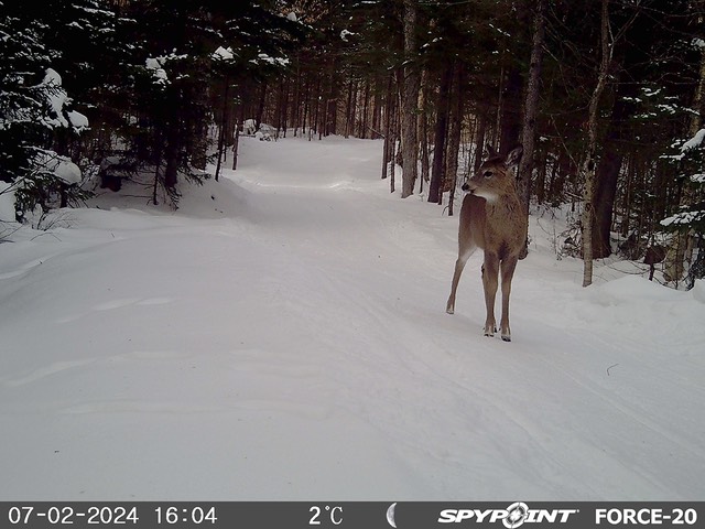 2024-Faune-STF-0909
