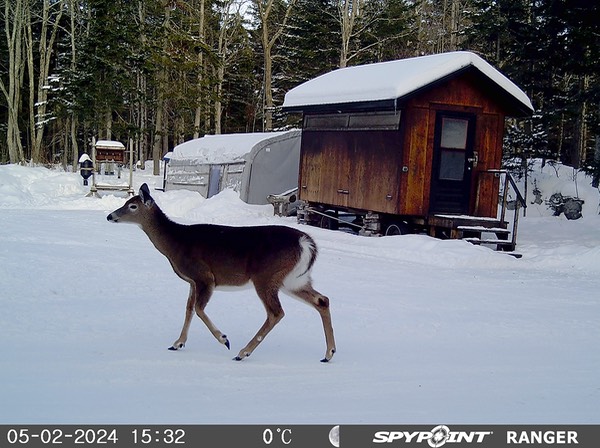 2024-Faune-STF-0970