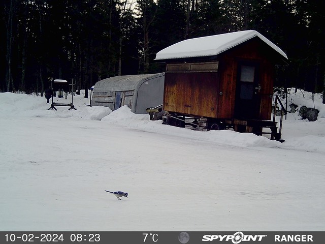 2024-Faune-STF-0971