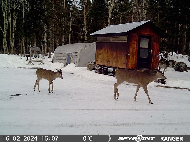 2024-Faune-STF-0972