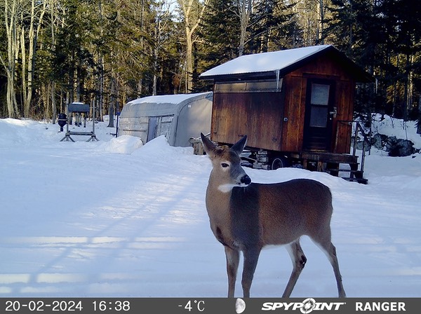 2024-Faune-STF-0973