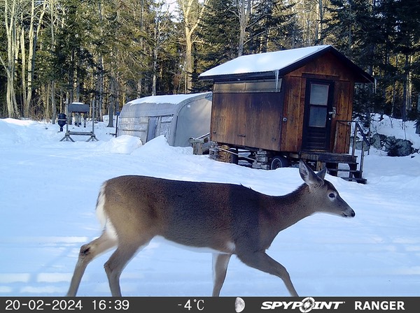 2024-Faune-STF-0974