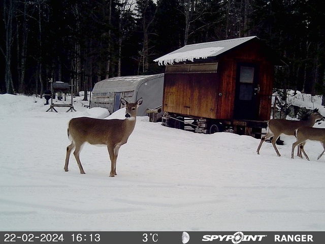 2024-Faune-STF-0975