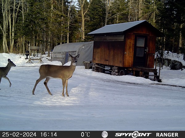 2024-Faune-STF-0977