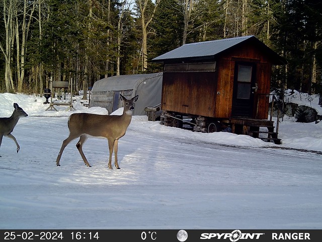 2024-Faune-STF-0977