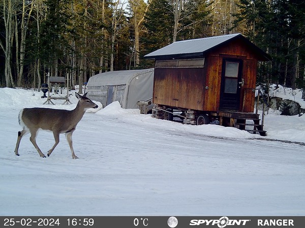 2024-Faune-STF-0978