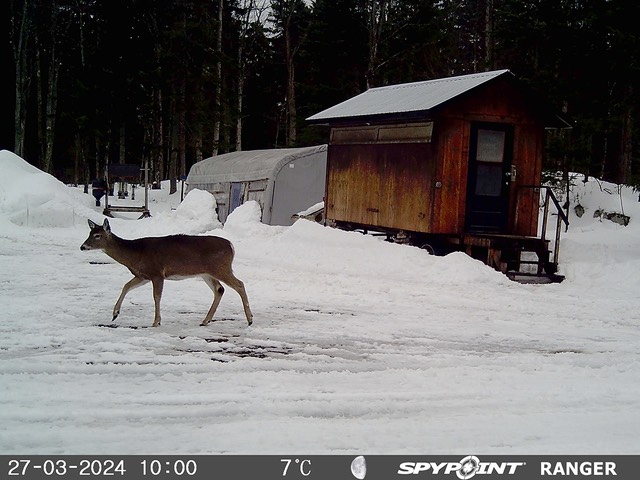 2024-Faune-STF-1005