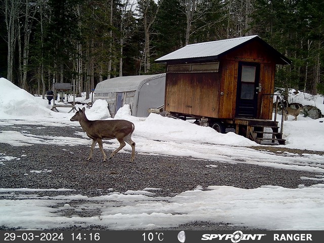 2024-Faune-STF-1006