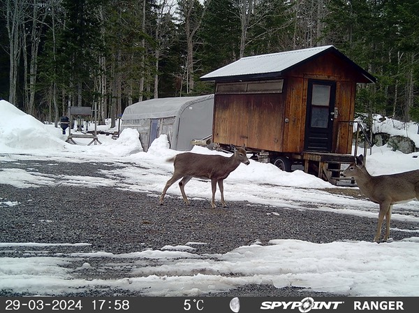 2024-Faune-STF-1007