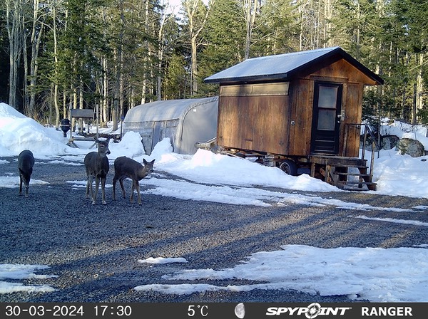 2024-Faune-STF-1009