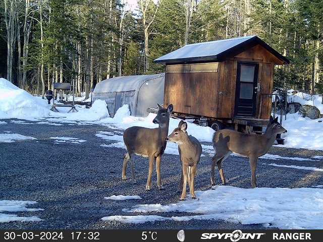 2024-Faune-STF-1012