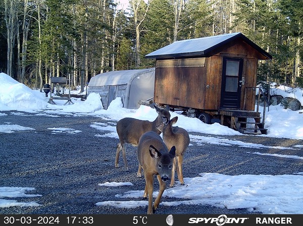 2024-Faune-STF-1013
