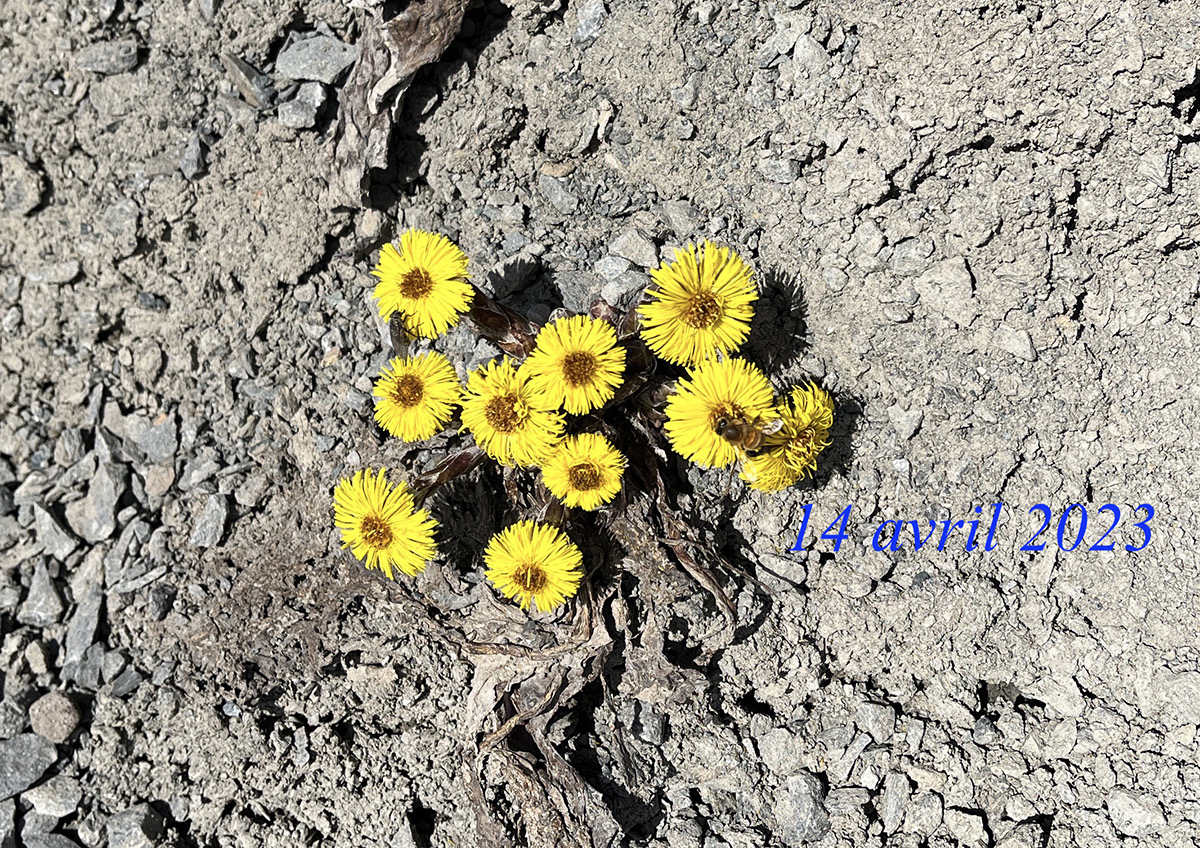 Fleurs-2023-04-14-A